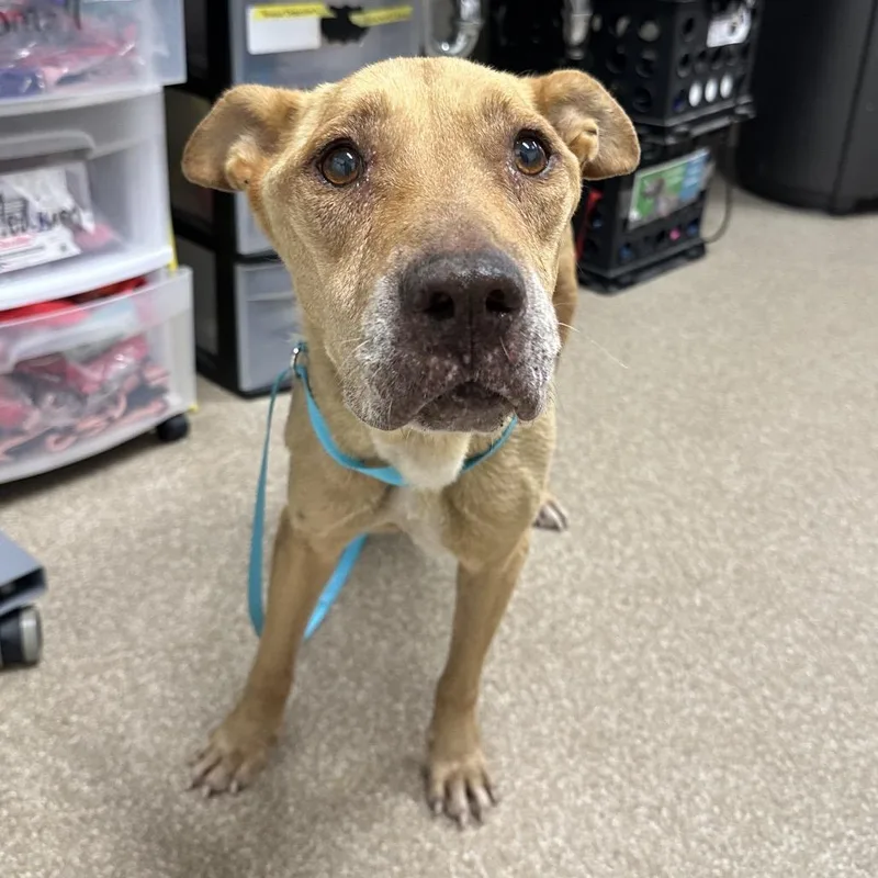 A senior medium-sized female Apricot / Beige Mixed Breed dog named Balissima for adoption in League City, TX