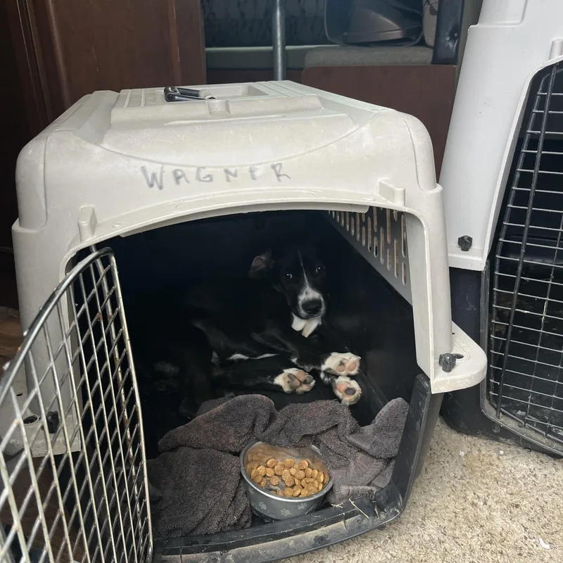A young medium-sized female Black Mixed Breed dog named Meela for adoption in Clinton, IL