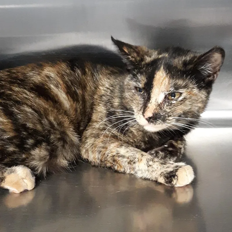 A young medium-sized female Black Domestic Short Hair cat named Summoner for adoption in Spokane, WA