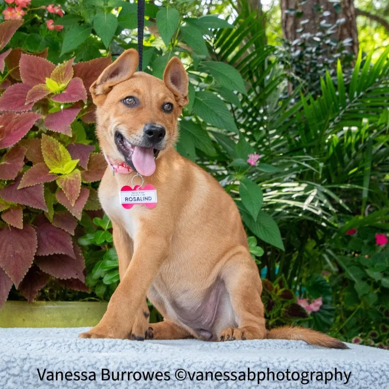 A baby small-sized female Yellow / Tan / Blond / Fawn Shepherd dog named Rosalind for adoption in Wake Forest, NC