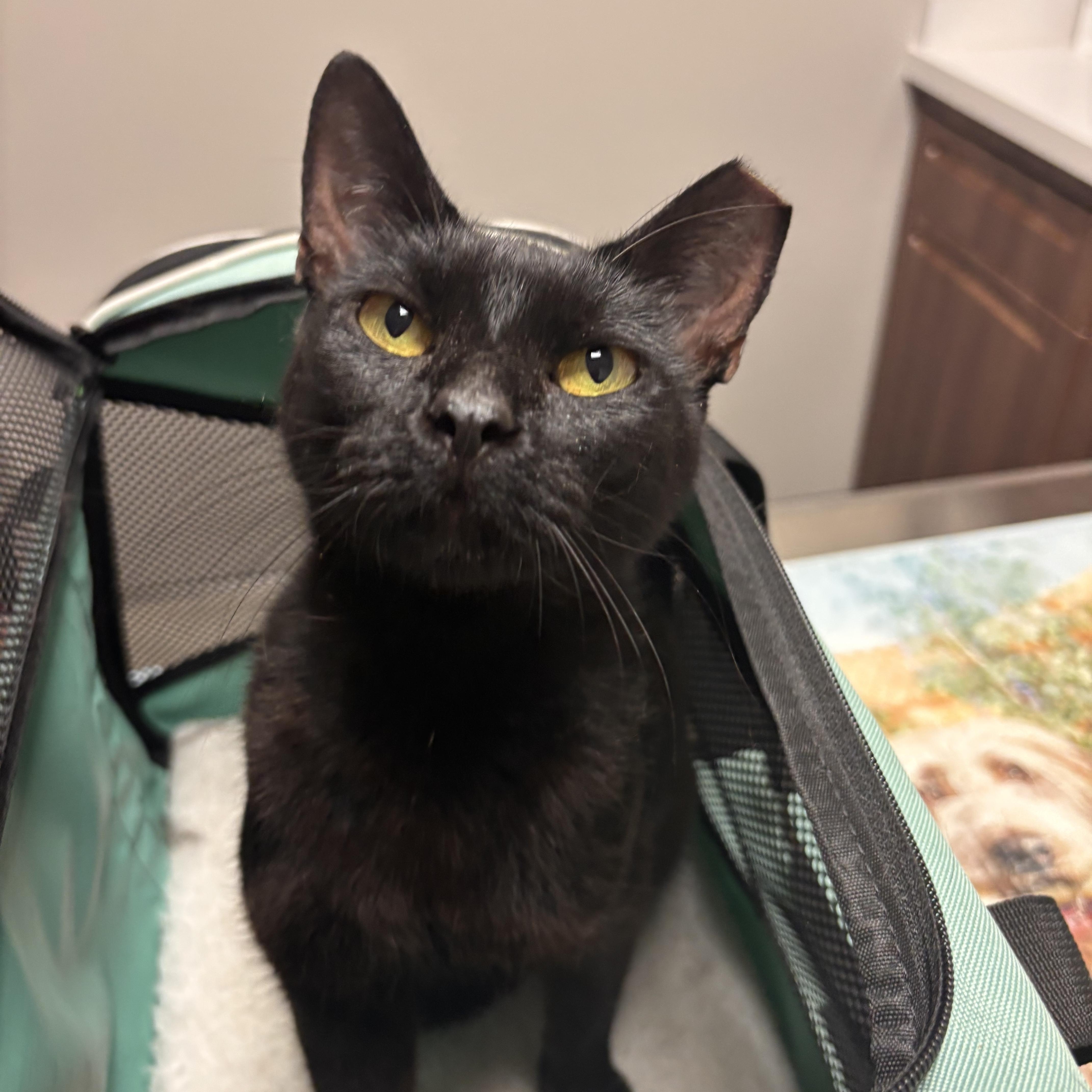 An adult medium-sized female Black Domestic Short Hair cat named Black Jewel Fiv Positive for adoption in Woodlawn, TN