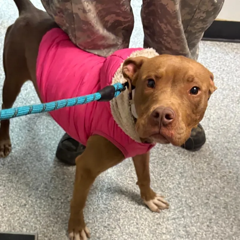 A young medium-sized male Brown / Chocolate American Staffordshire Terrier dog named Tank for adoption in Taos, NM