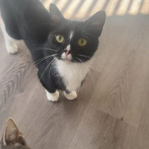 An adult small-sized female Black & White / Tuxedo Domestic Short Hair cat named Hecate for adoption in Fishers, IN