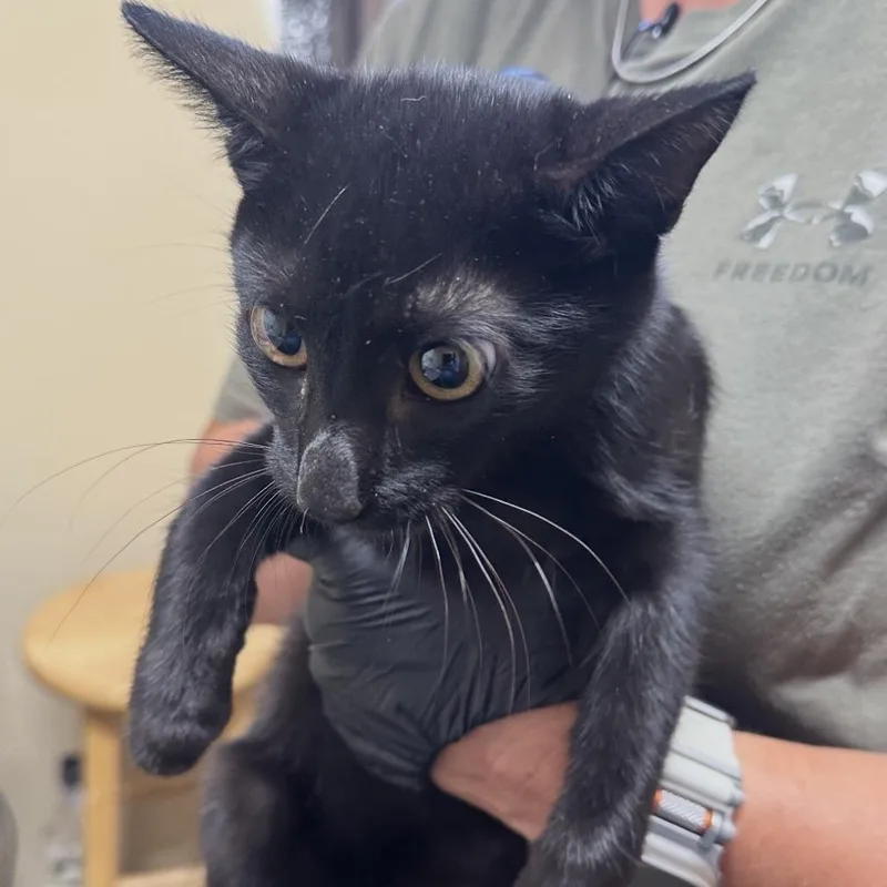 A baby medium-sized male Domestic Short Hair cat named Vito for adoption in Corinth, MS