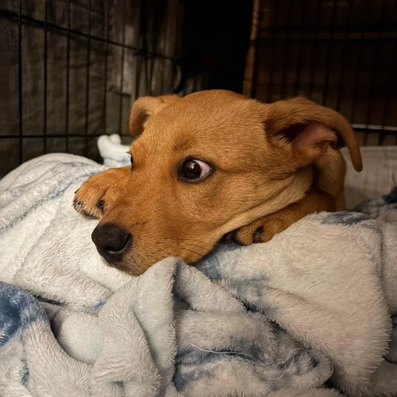 A baby small-sized male Yellow / Tan / Blond / Fawn Retriever dog named Green Bean D for adoption in Minnetonka, MN