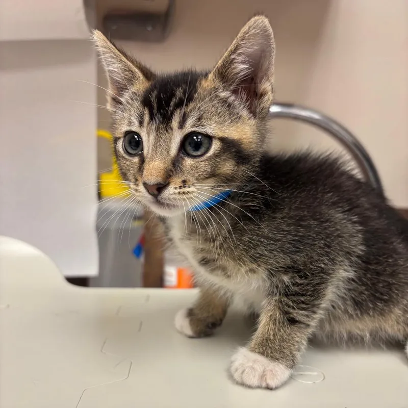 A baby small-sized male Orange / Red Domestic Short Hair cat named Haaland for adoption in Santa Barbara, CA