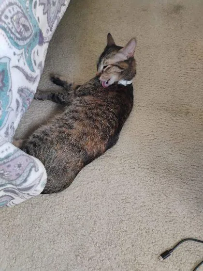 A baby small-sized female Domestic Short Hair cat named Catto for adoption in West Chester, PA