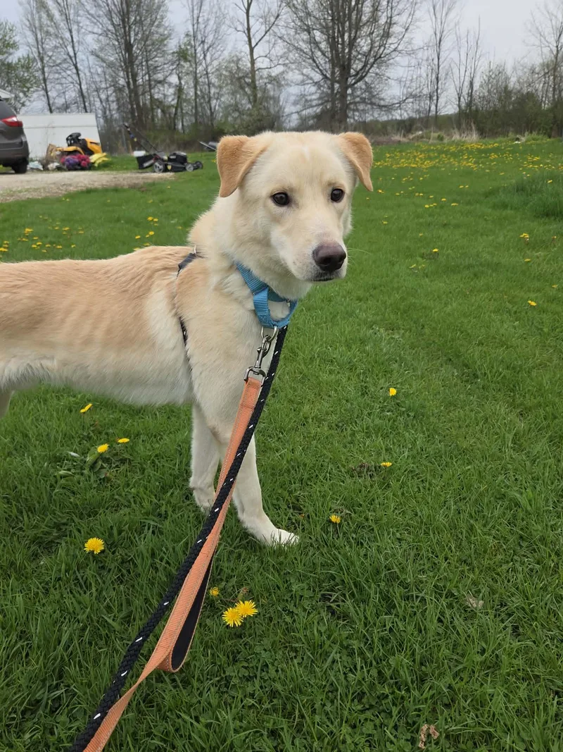 An adult medium-sized male Yellow / Tan / Blond / Fawn Yellow Labrador Retriever dog named Peteynot Accepting Applications Yet! for adoption in Medina, OH