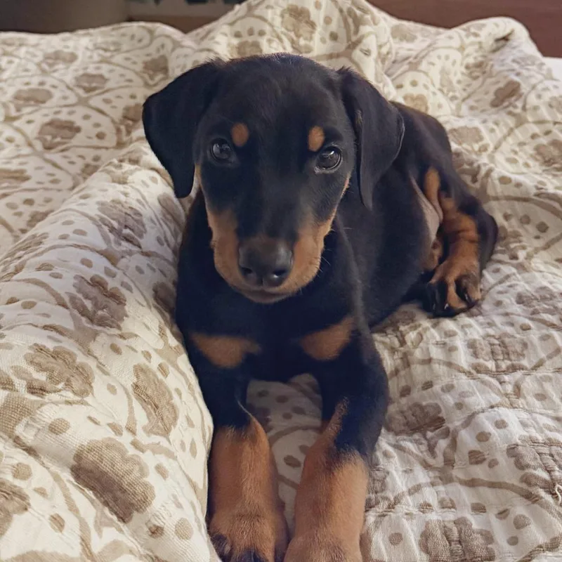 A baby small-sized male Doberman Pinscher dog named Agamemnon for adoption in Twin lakes, WI