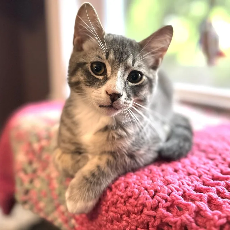 A baby small-sized male Gray / Blue / Silver Domestic Short Hair cat named Johnny for adoption in Ephrata, PA