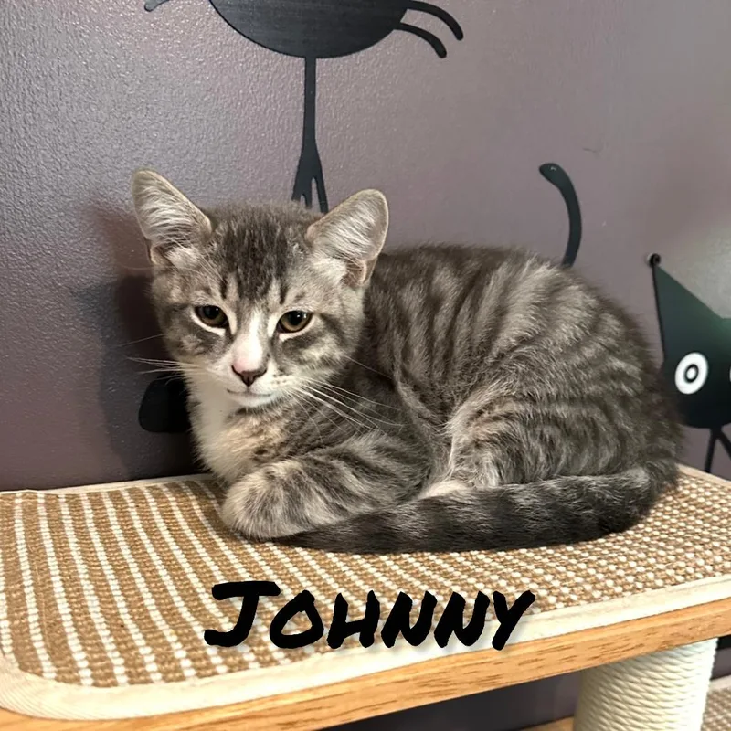Johnny thumbnail 2