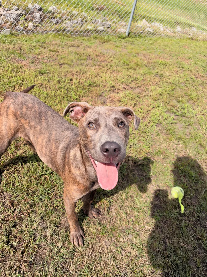 A young medium-sized male Pit Bull Terrier dog named Houndour for adoption in Havelock, NC
