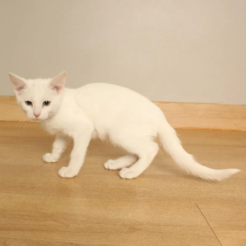 A baby small-sized male White Domestic Short Hair cat named Target C for adoption in Minnetonka, MN
