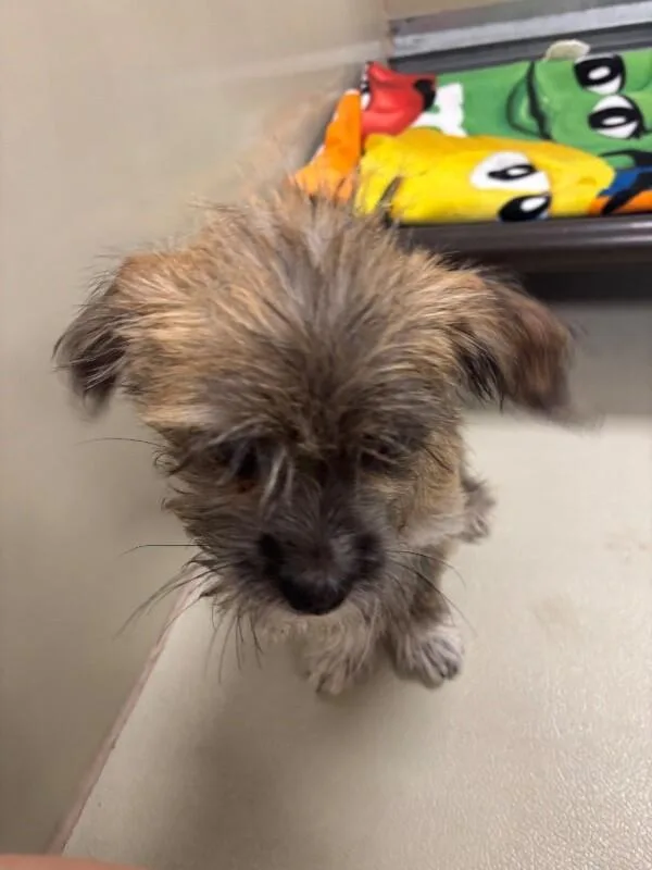 A baby medium-sized male Yellow / Tan / Blond / Fawn Miniature Schnauzer dog named Flannery for adoption in Fort Collins, CO