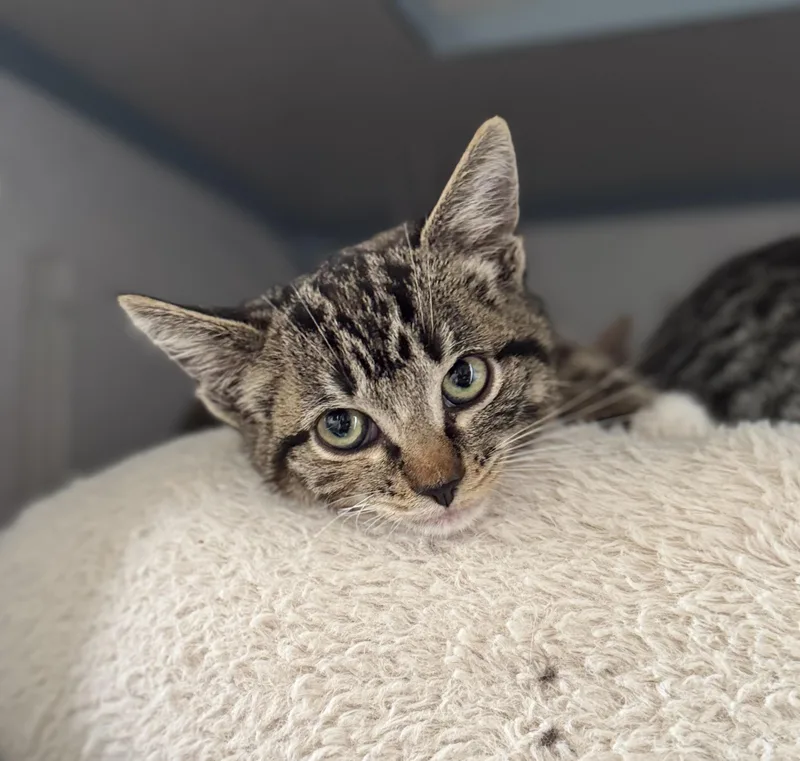 A young medium-sized female Domestic Short Hair cat named Kit Kat for adoption in Eagle, CO