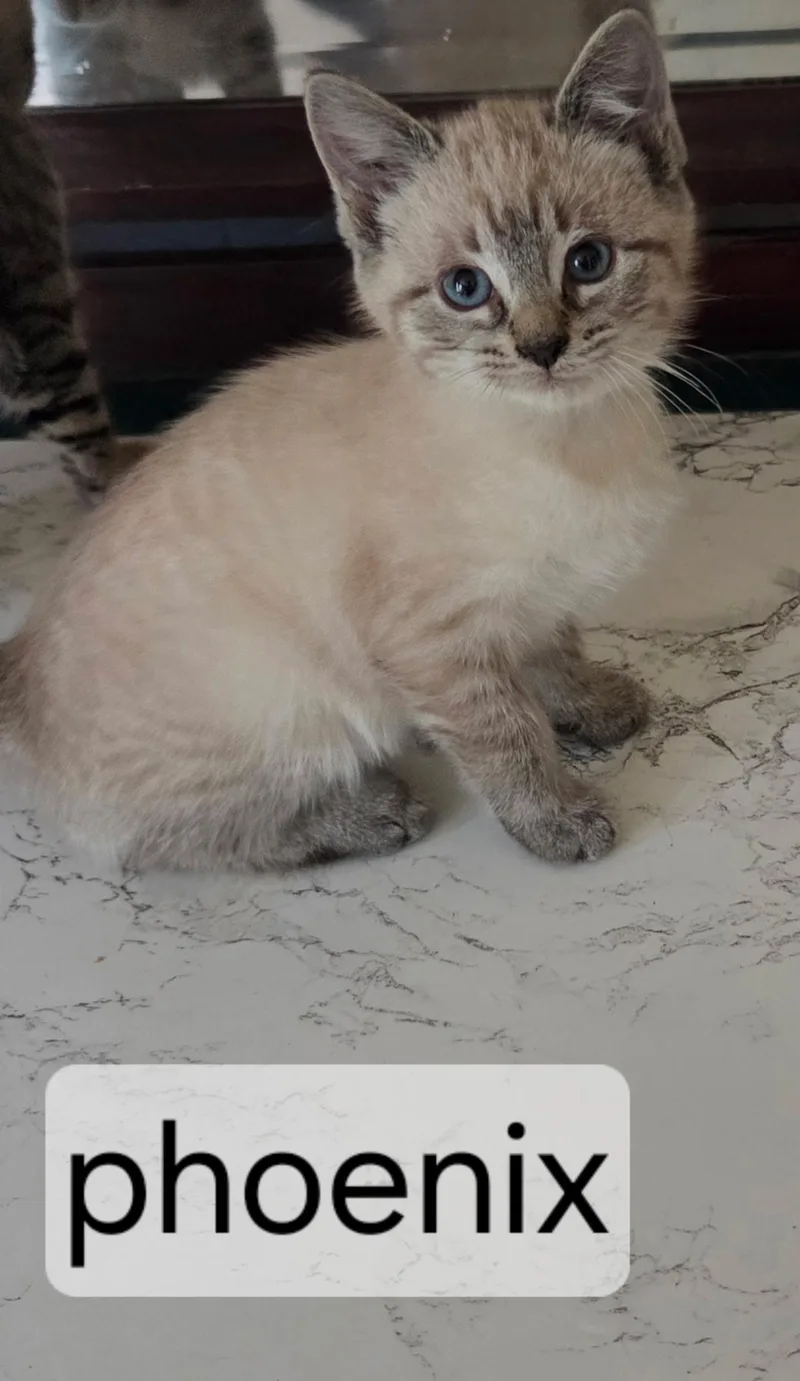 A baby small-sized male Buff & White Domestic Short Hair cat named Phoenix for adoption in Topsham, ME