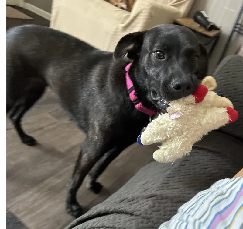 An adult medium-sized female Brindle Terrier dog named Pepper for adoption in Lansing, MI