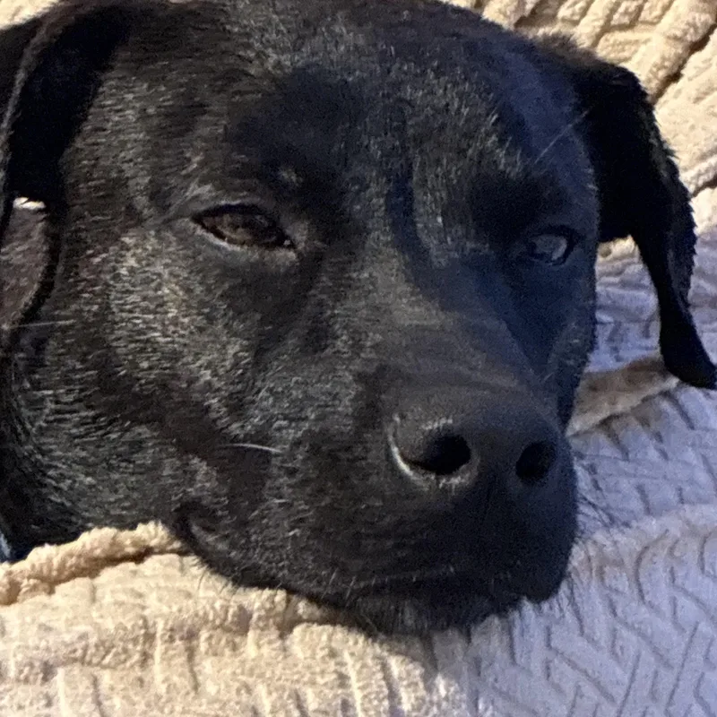 Pepper thumbnail 4