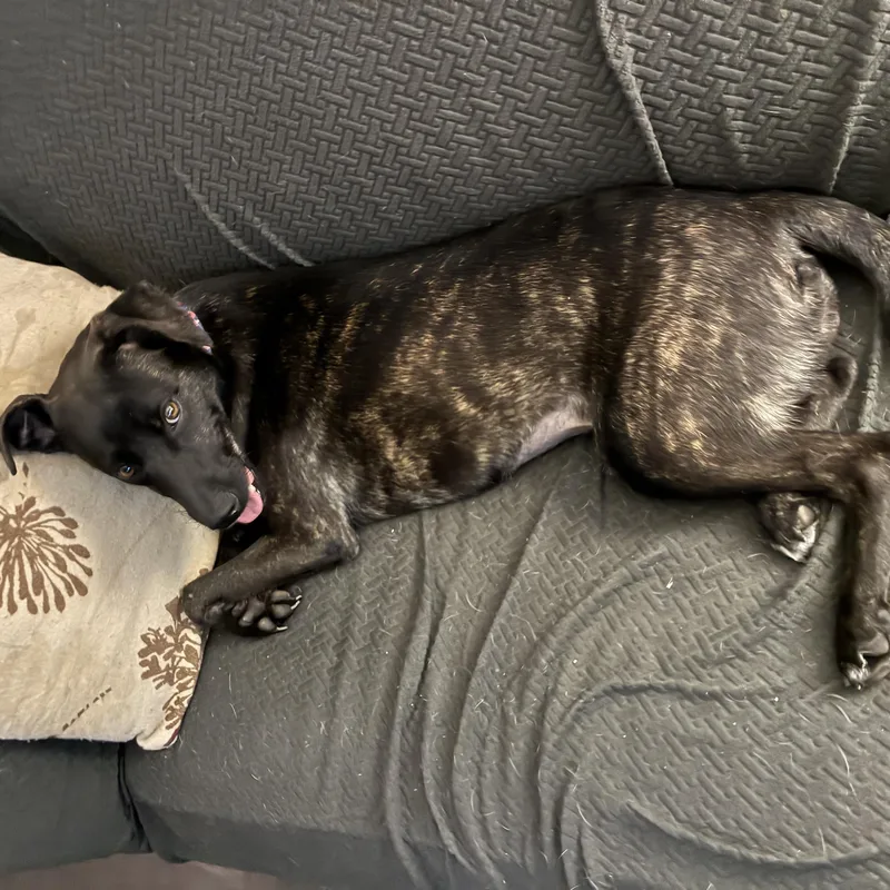 Pepper thumbnail 5