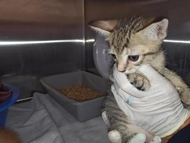 A baby small-sized male Domestic Short Hair cat named A for adoption in Ocala, FL