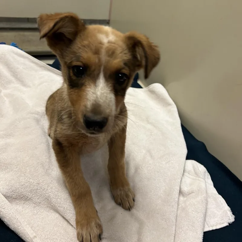 A baby small-sized female Brown / Chocolate Mixed Breed dog named Smuckers for adoption in Flagstaff, AZ