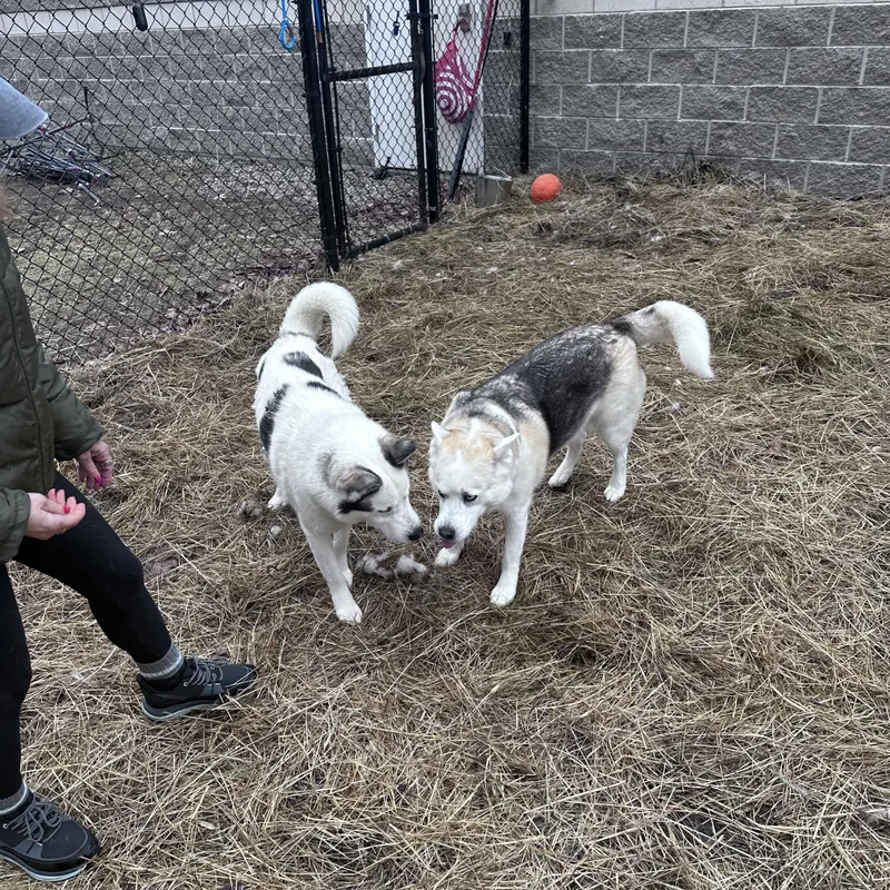 Leo & Luna thumbnail 2