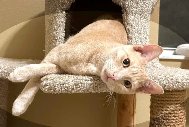 Rum Raisin thumbnail 3