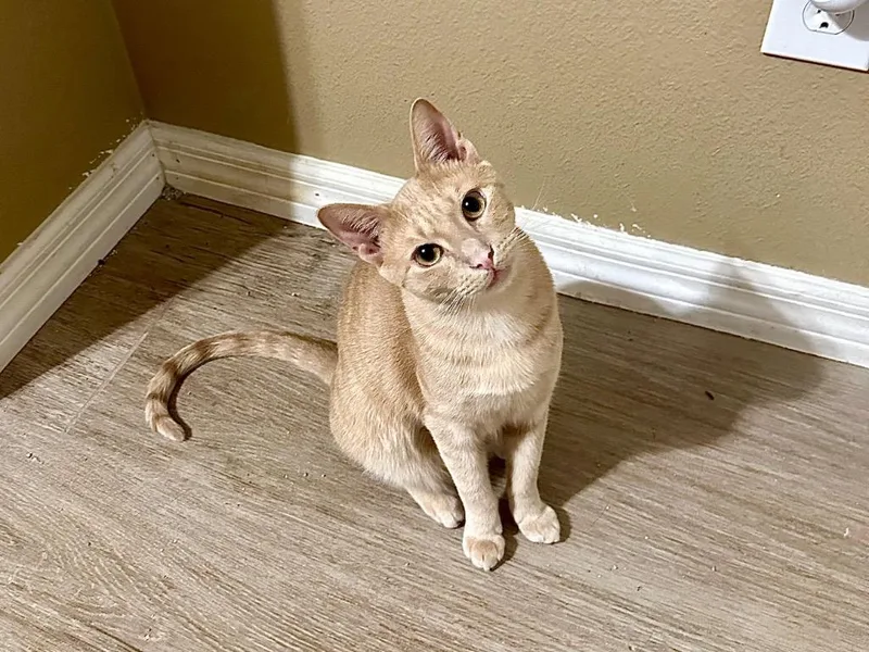 Rum Raisin thumbnail 4