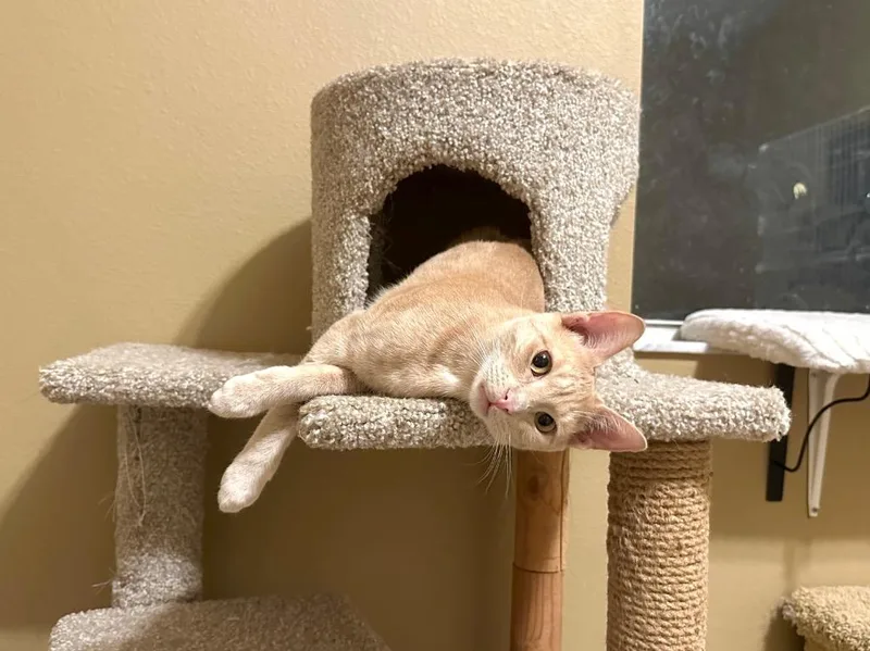 Rum Raisin thumbnail 5