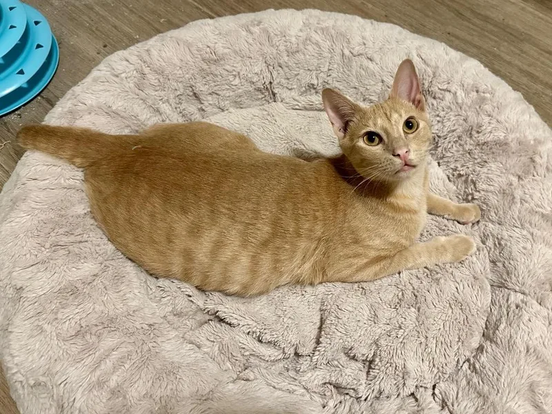 Rum Raisin thumbnail 6