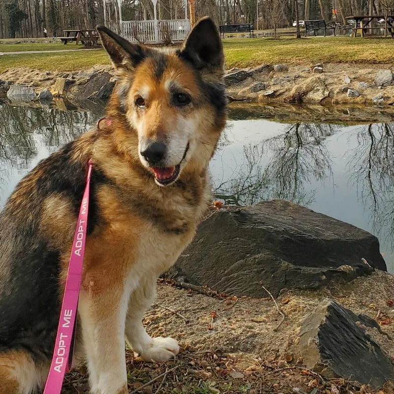 A senior medium-sized female Brown / Chocolate Mixed Breed dog named Sadie for adoption in York, PA