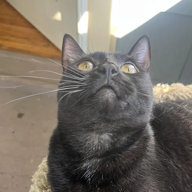 Mocha