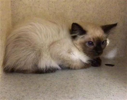 A baby small-sized male Domestic Short Hair cat named Peanut for adoption in Riverside, CA