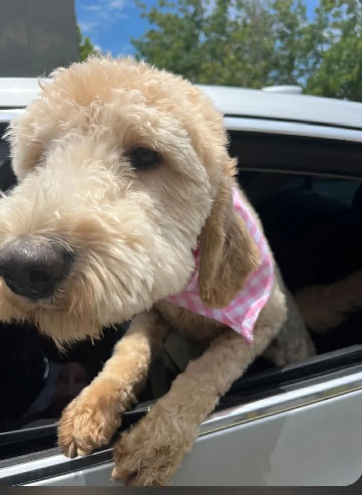 Mila the Doodle