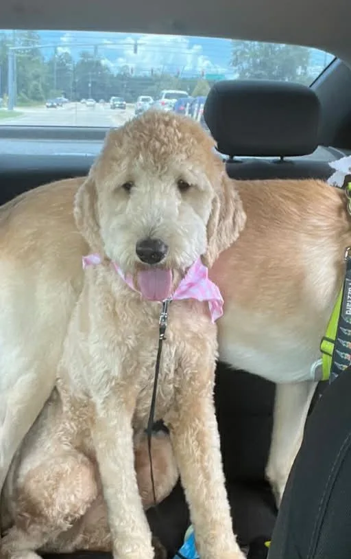 Mila the Doodle thumbnail 3