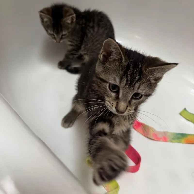 A baby small-sized female Gray / Blue / Silver Domestic Short Hair cat named Eevee for adoption in Gibsonia, PA