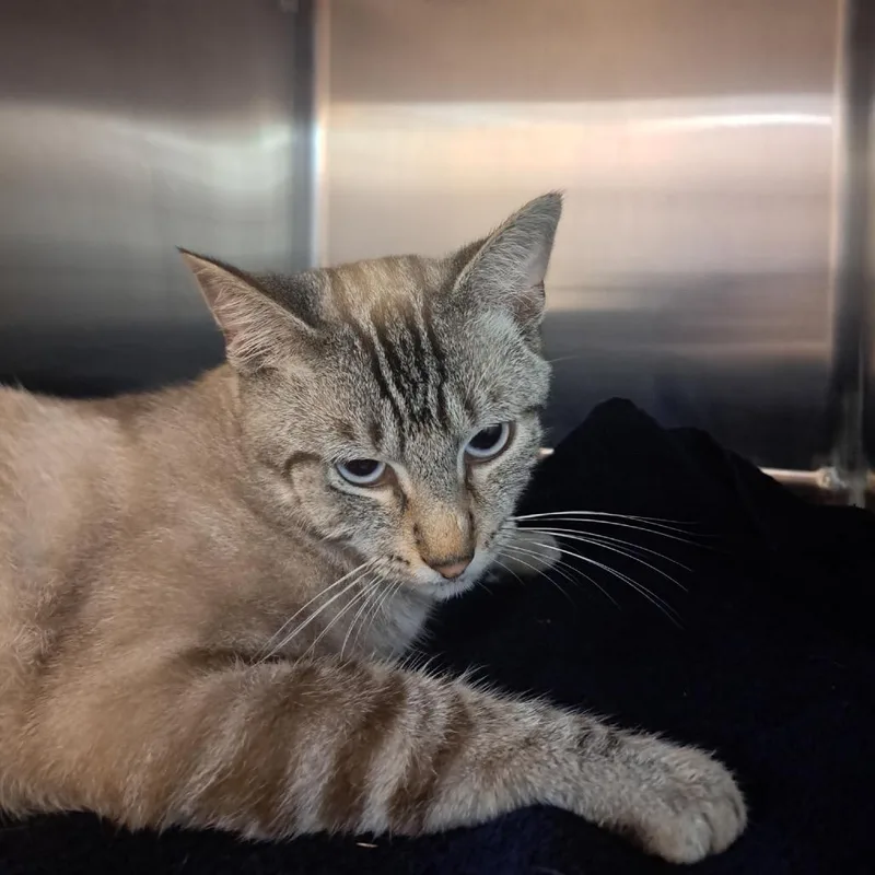 An adult medium-sized male Gray / Blue / Silver Domestic Short Hair cat named Gaston for adoption in Pensacola, FL
