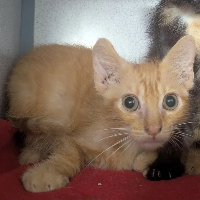 A baby small-sized male Orange / Red Domestic Short Hair cat named Castor for adoption in Evansville, IN