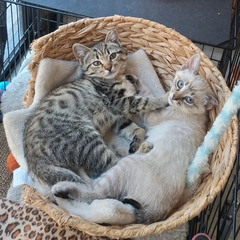 A baby small-sized female Brown / Chocolate Domestic Short Hair cat named Pooky for adoption in Grantsville, UT
