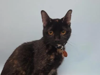 A young small-sized female Domestic Short Hair cat named Charlee for adoption in Woodbury, MN