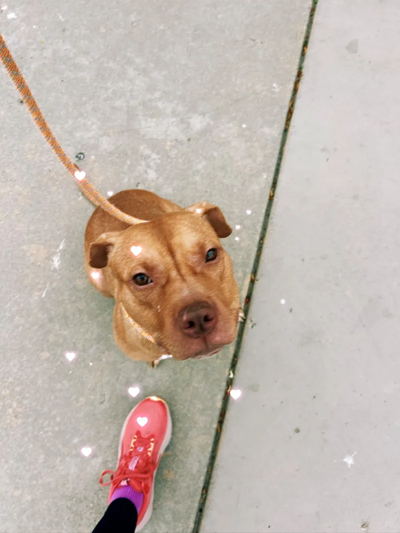 A young medium-sized female Pit Bull Terrier dog named Honey for adoption in santa monica, CA