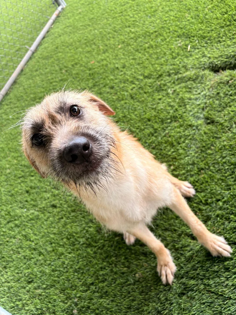 A young medium-sized female Apricot / Beige Mixed Breed dog named Wendy Darling for adoption in Brooklyn, NY