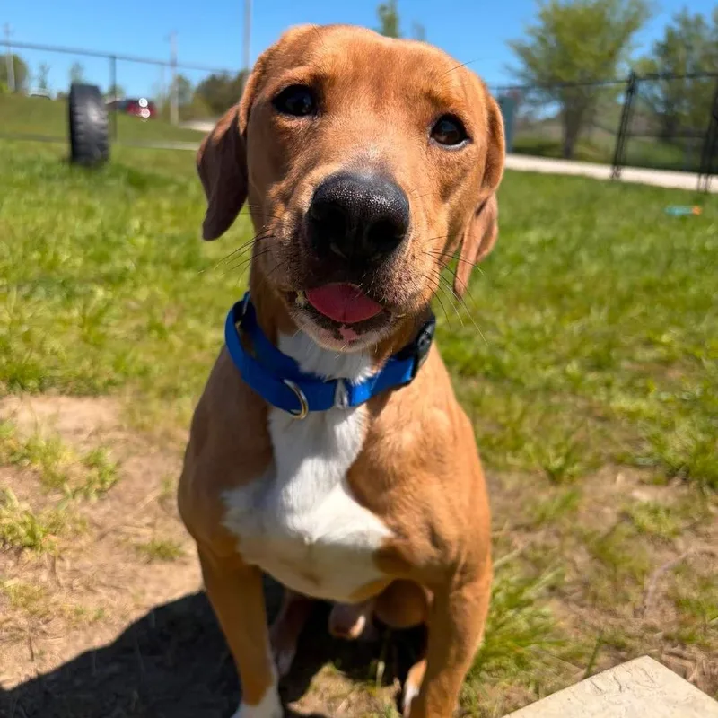 An adult medium-sized male Golden Beagle dog named Hopper for adoption in Monticello, IA
