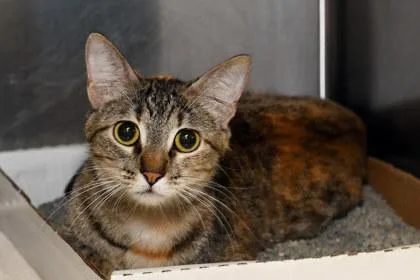 An adult medium-sized female Domestic Short Hair cat named Bunny Bread for adoption in Baton Rouge, LA