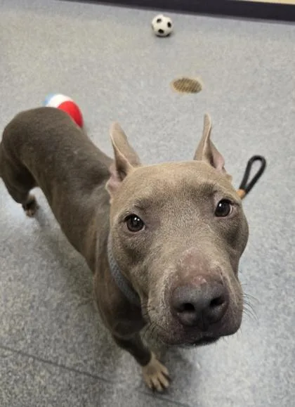 An adult medium-sized female Pit Bull Terrier dog named Tiffany for adoption in Westland, MI