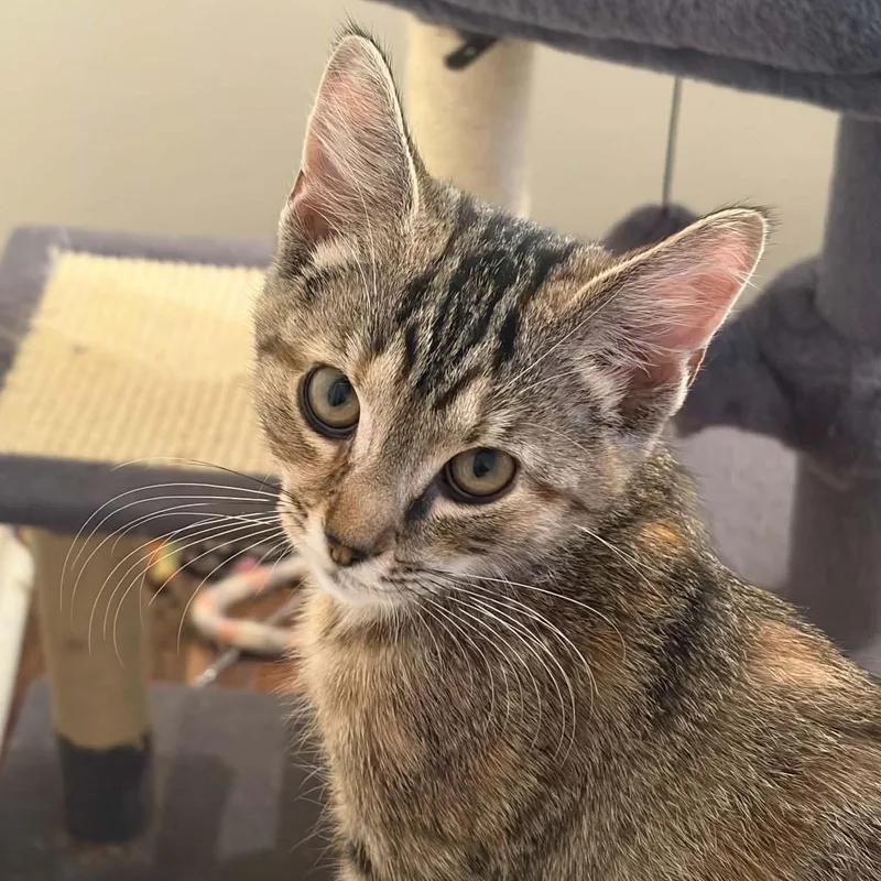 A baby medium-sized female Tabby (Brown / Chocolate) Tabby cat named Foxy for adoption in Harrisburg, PA