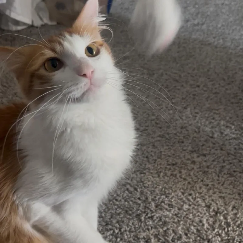 Pumpkin Spice thumbnail 2