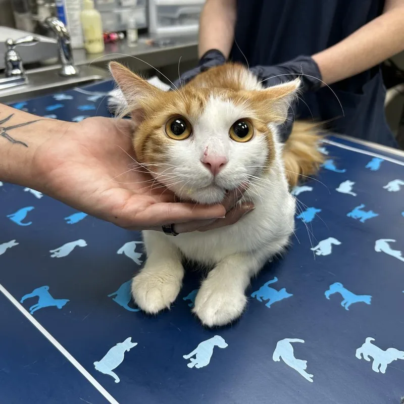 Pumpkin Spice thumbnail 3