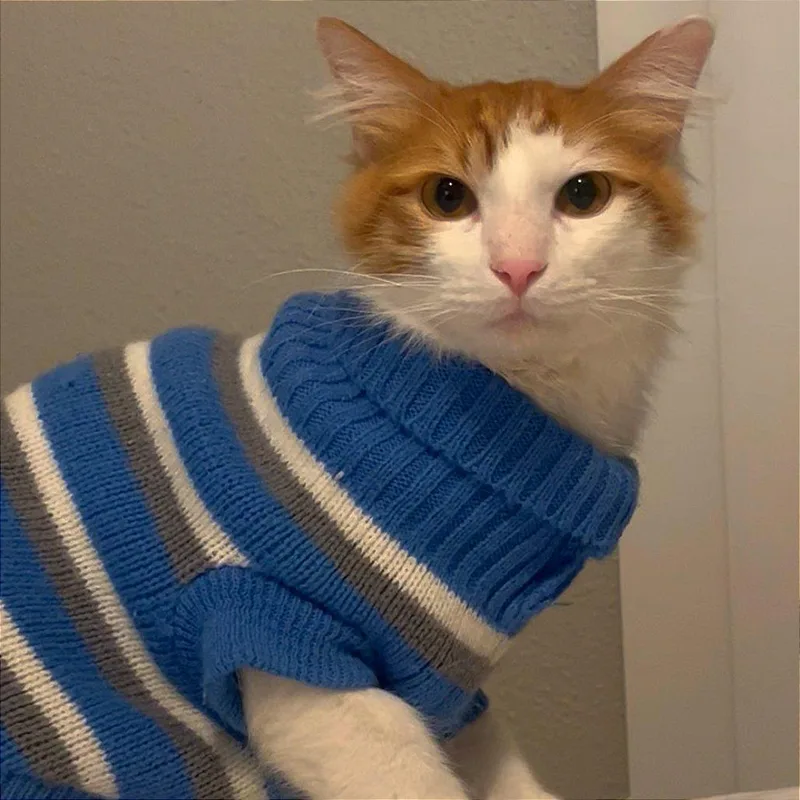 Pumpkin Spice thumbnail 4