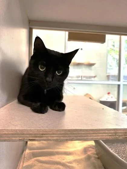 An adult large-sized male Domestic Short Hair cat named Oppie for adoption in Palm Coast, FL